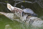 skildpadden